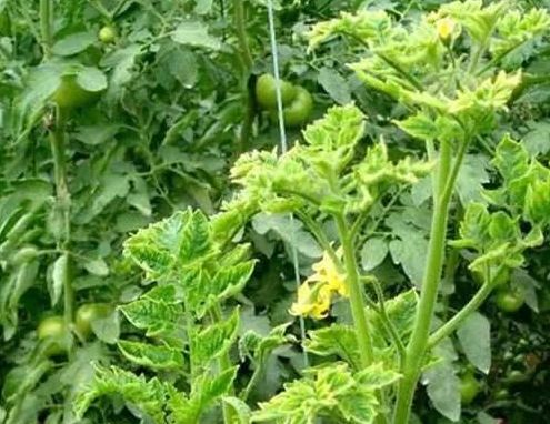 西红柿心叶发黄怎么办