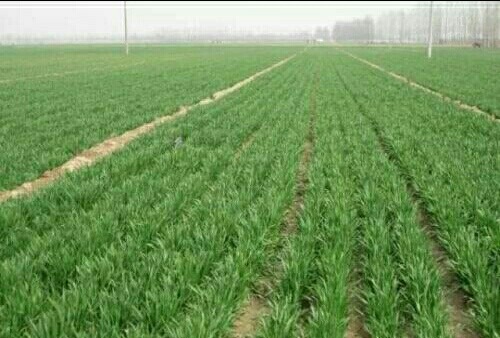 小麦防旺长防冻害保安全越冬技术意见
