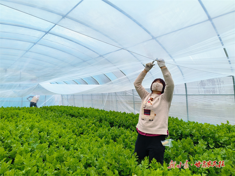 ​静宁：“双膜”增温，让高原蔬菜“温暖迎冬”