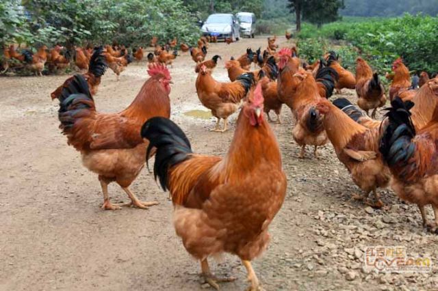 鸡吃饲料多 为啥长肉少