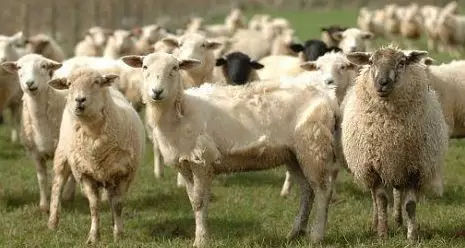 冬季养羊需要注意的六点