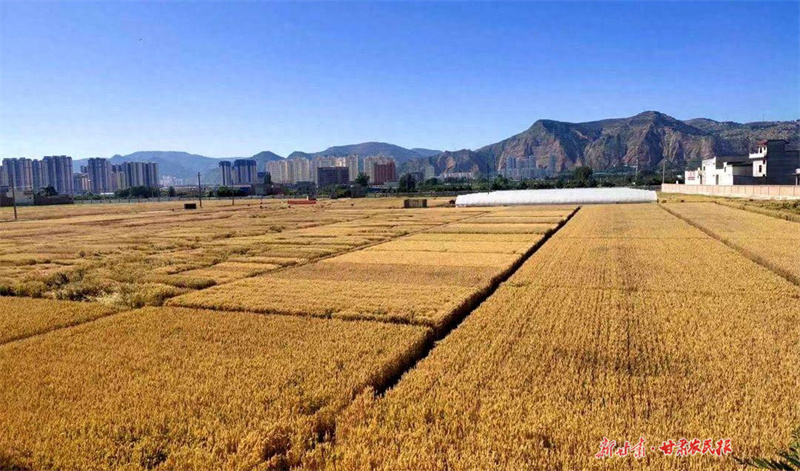 ​甘谷县：做好四篇文章 确保粮食安全