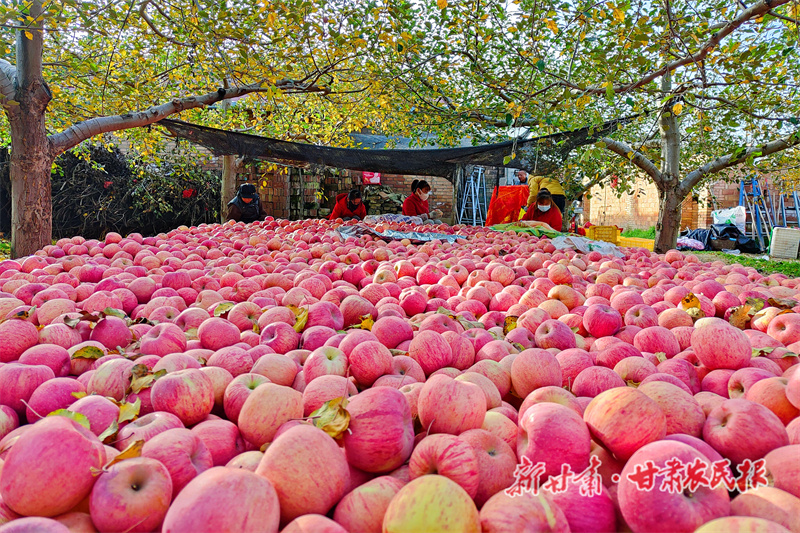 苹果园迎来了大丰收