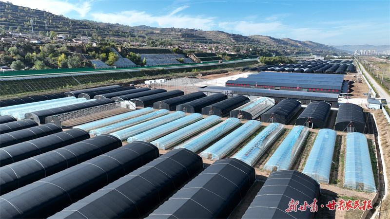 庄浪：食用菌撑开群众“致富伞”