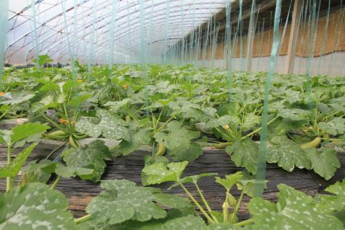 设施蔬菜如何降低药害发生几率
