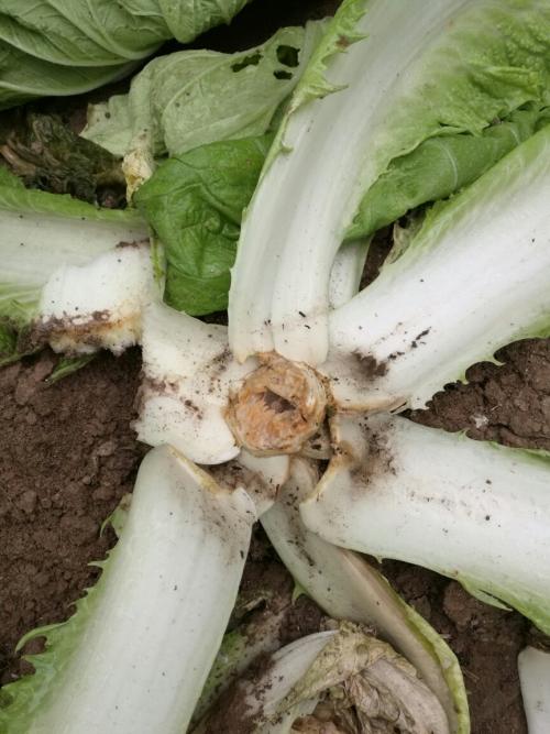 大白菜得了软腐病怎么办？