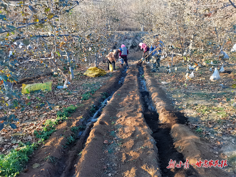 庄浪：果园冬管“充电”忙