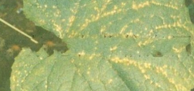 黄瓜细菌性叶斑病这样治