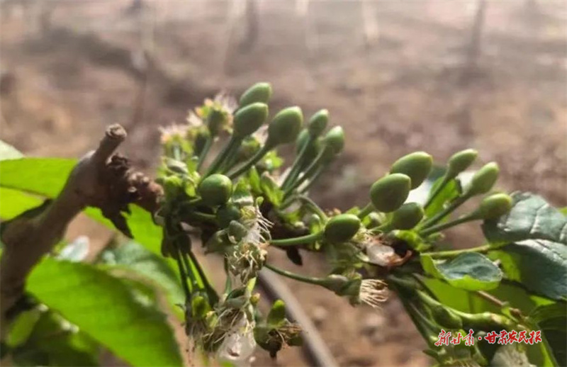 甘谷安远镇：大棚樱桃坐果 有望春节上市