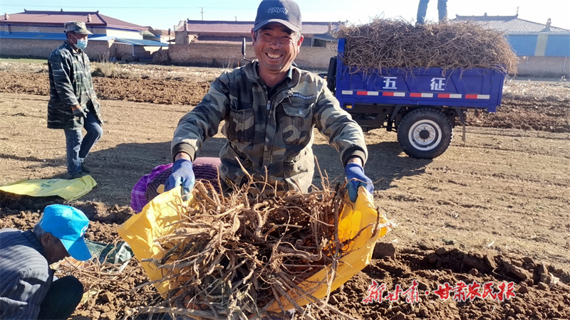 镇原：“致富药”有“新良方”