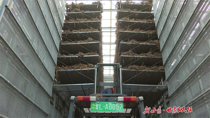 庄浪：机械化种植为村集体经济发展开启“加速度”