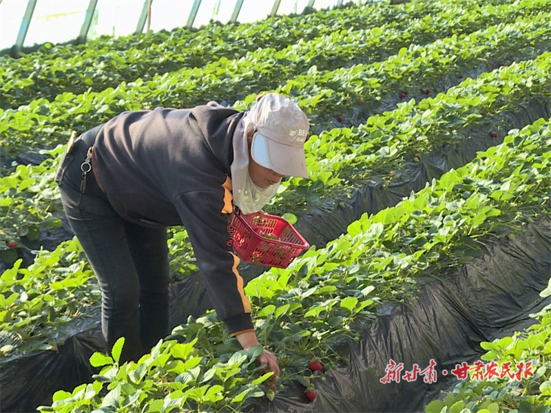庄浪：“筑巢引凤”抓项目 链式思维强产业