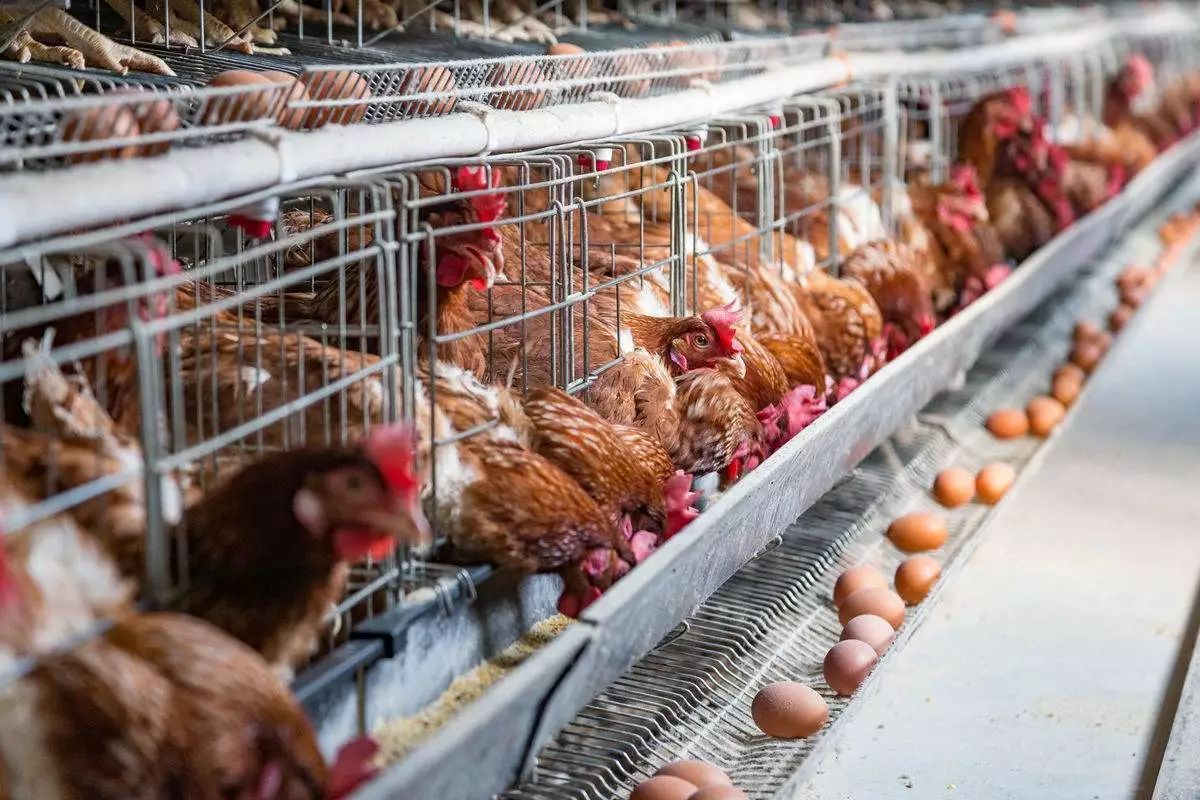 蛋鸡冬季饲养管理要点
