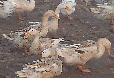 冬季蛋鸭软腿病如何防治
