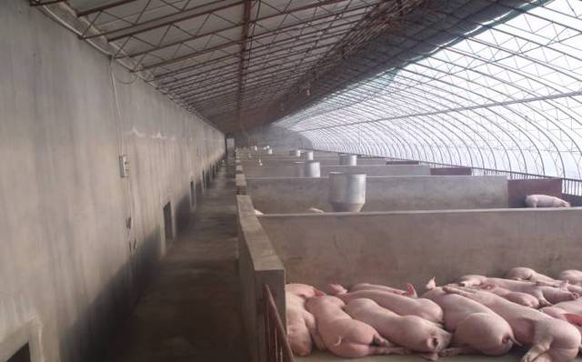 冬季养猪如何御寒