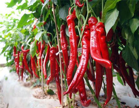 冬季辣椒烂秆高发 准是这里出了问题