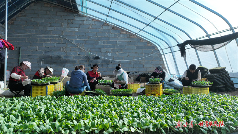庄浪：菜棚“种”出乡村振兴好“丰”景