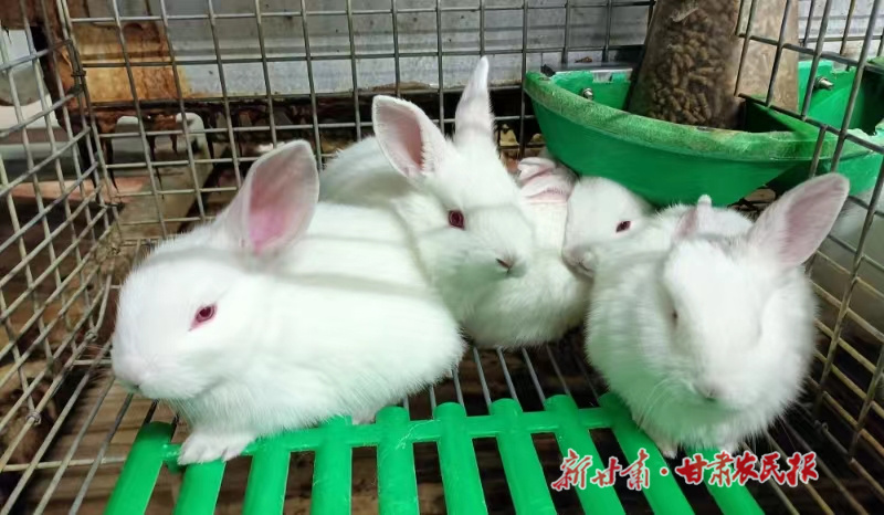 武都区：肉兔&ldquo;蹦&rdquo;出大产业