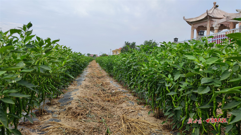崆峒区：小辣椒“映红”致富路