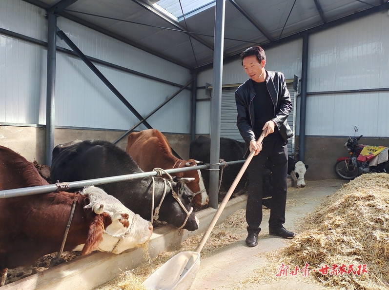 崆峒区颉岭村：牵着“牛鼻子” 过上“牛日子”