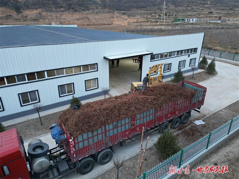 庄浪：以药兴农促振兴