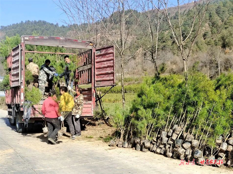 麦积区党川镇：大力发展苗木产业 拓宽村民致富路