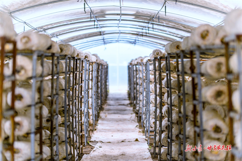 甘谷：“五个聚焦”助力东西部协作稳步发展