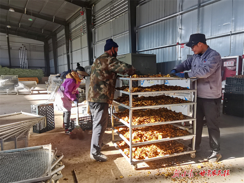 庄浪：产地粗加工 药材变药“财”