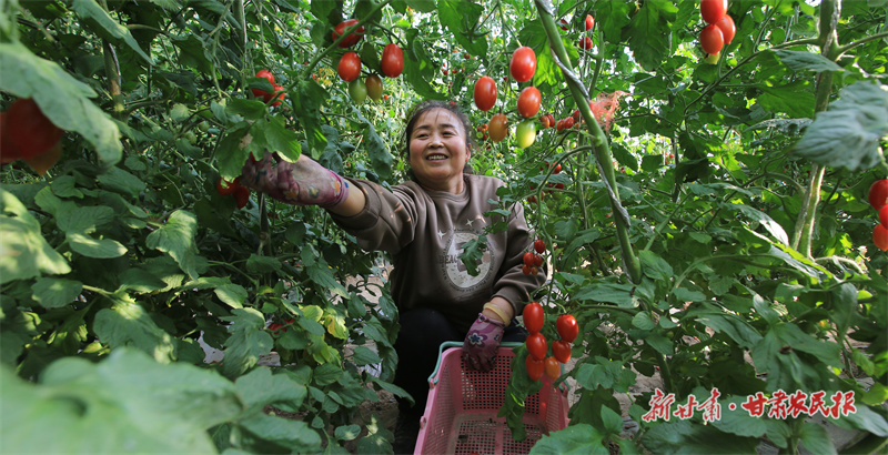 珍珠西红柿成熟上市