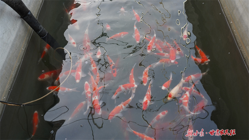 静宁：“鱼莓”共生促增收