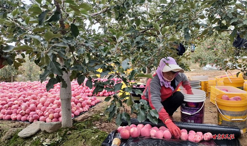 甘谷礼辛镇陈庄村：党建引领 文化赋能 奋力绘就和美乡村新画卷