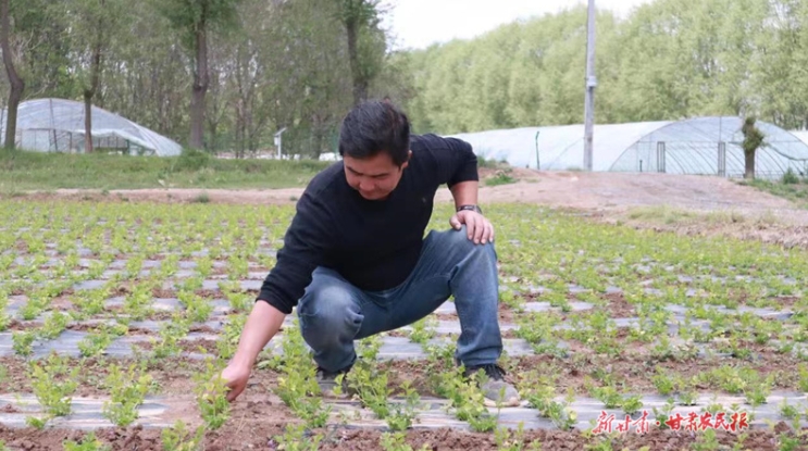 ​崆峒区：高原夏菜“蔬”写富民新篇章

