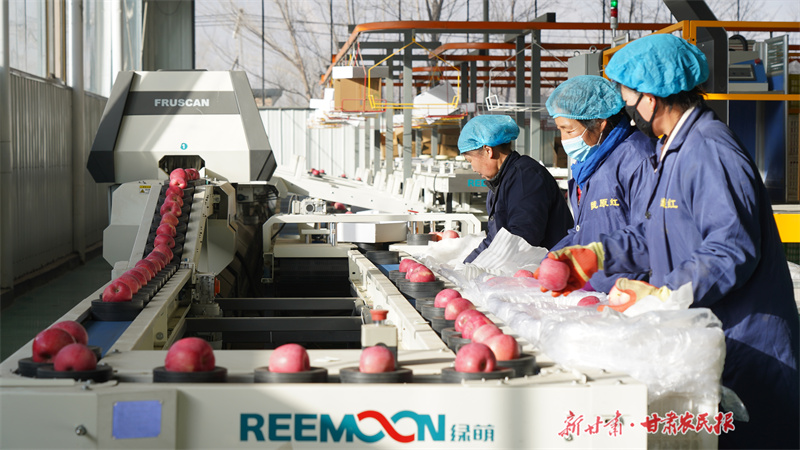 静宁：苹果飘香 线下线上销售忙