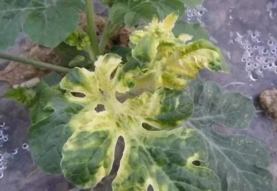 蔬菜出现药害咋补救