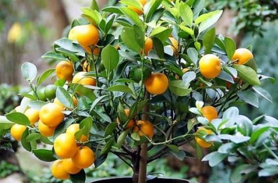 橘子树怎样科学施肥