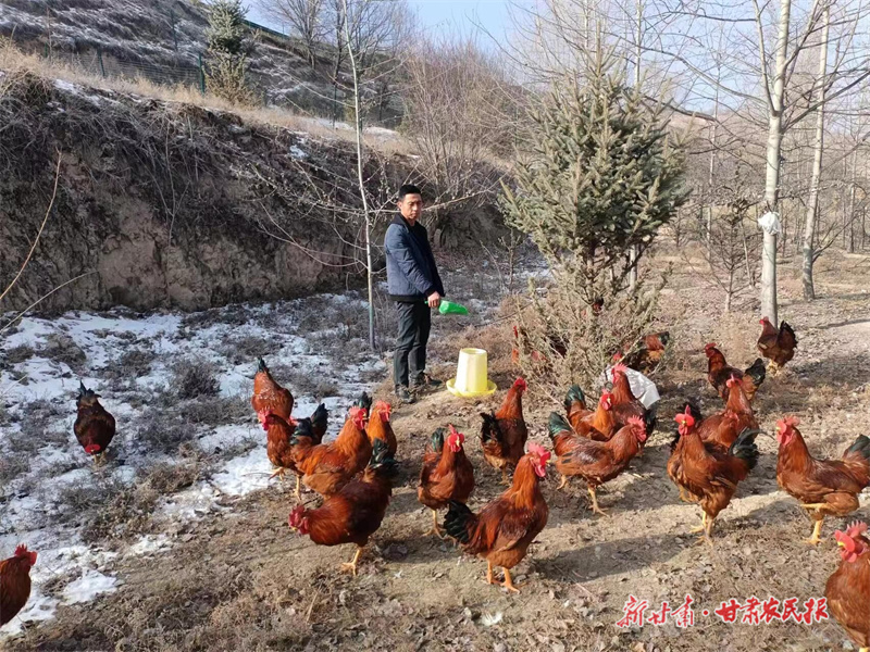 静宁：林下生态鸡增收“钱景”旺