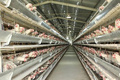 冬天鸡舍有害气体多 如何清除