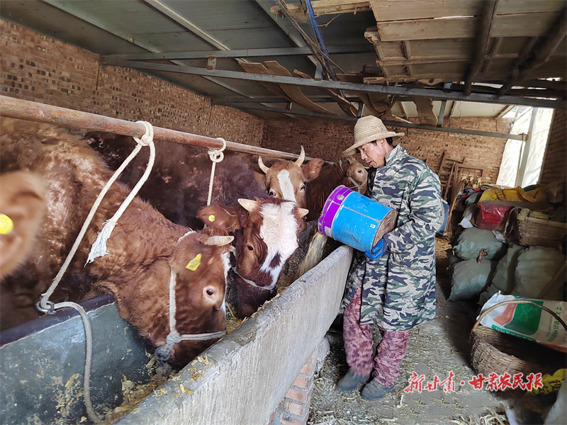 张效敏：蹚出致富“牛路子”