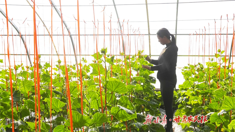 漳县 黄瓜丰收采摘忙