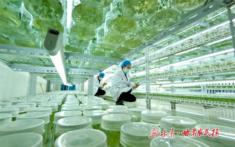 马铃薯研发中心