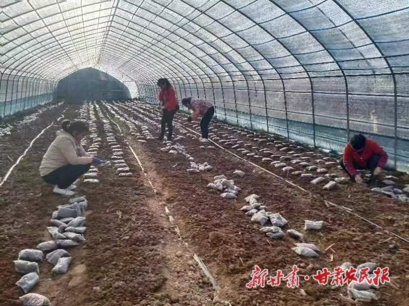 两当：羊肚菌&ldquo;上楼&rdquo; 增产助增收