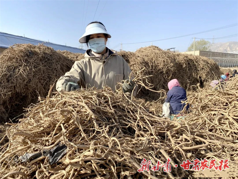 永靖：致富路上香&ldquo;芪&rdquo;飘