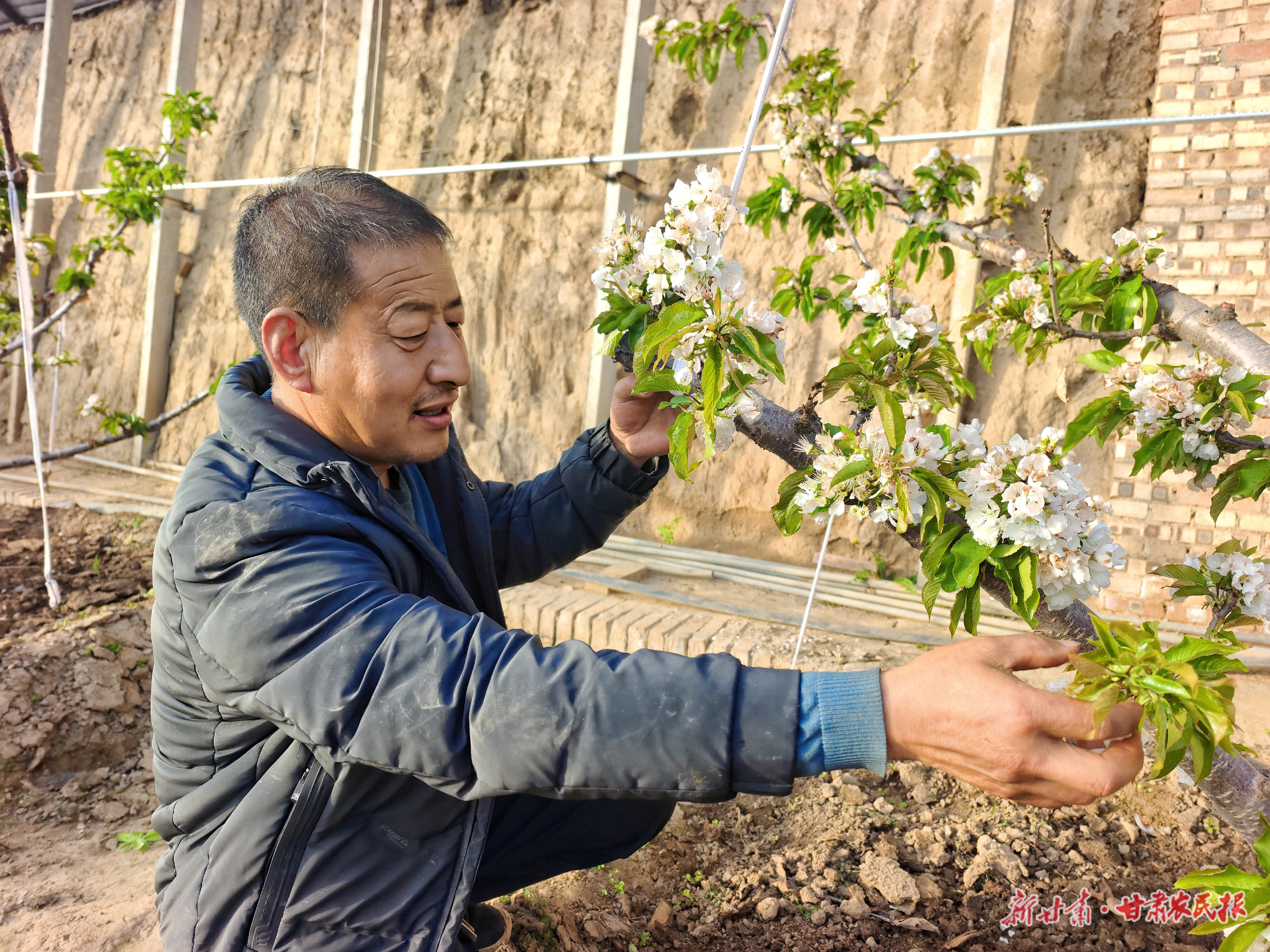 西峰区：樱桃花开果农忙