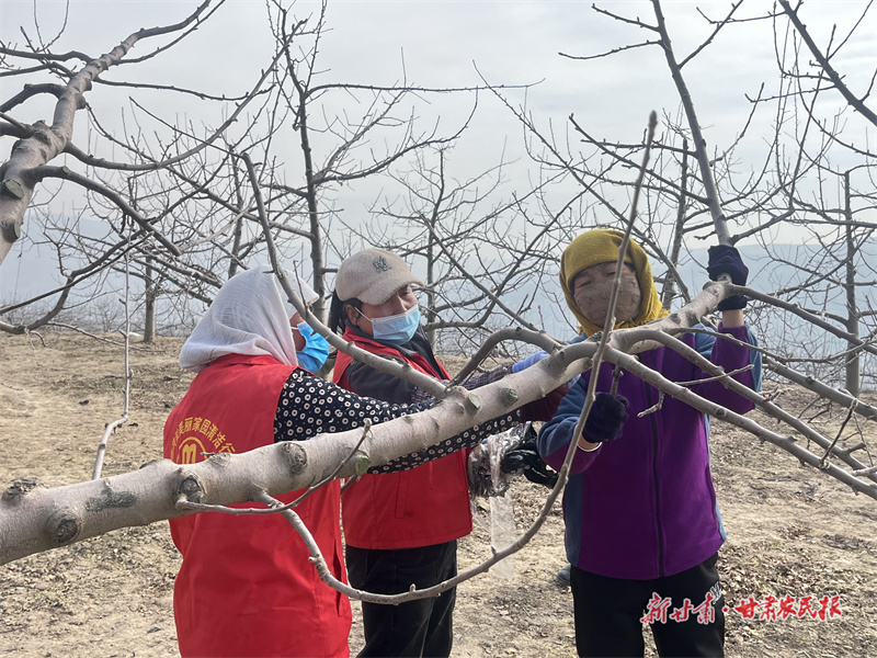 庄浪：苹果园里“志愿红”