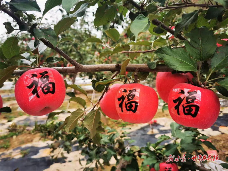 “静宁苹果”又荣登这一榜单