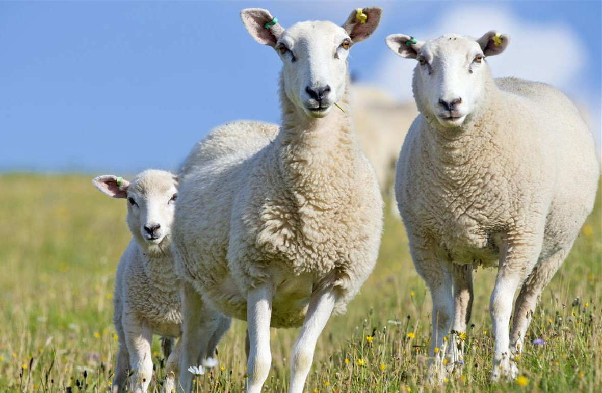 母羊在怀孕期间哪些药物不能用