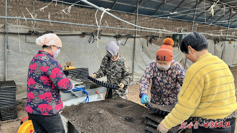 崆峒区：冬日育苗忙 乡村产业兴