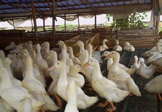 冬季鸭棚怎样放风