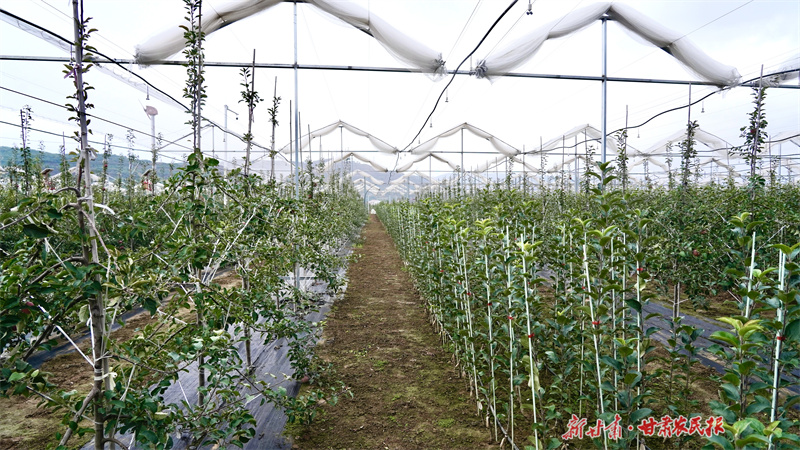 “归雁”李健，情系故里反哺桑梓