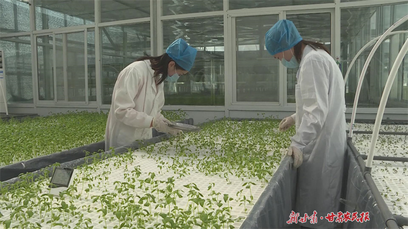 庄浪：马铃薯全链条生产 促进现代农业高效发展